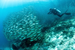 school big eye mackerels by Pieter Firlefyn 